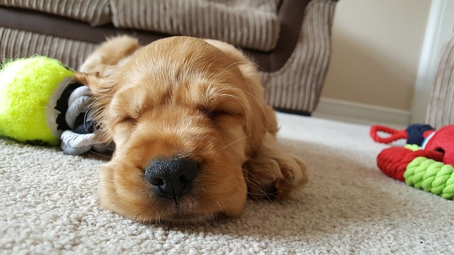 dog-1674115_640