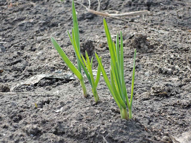 garlic-2253492_640