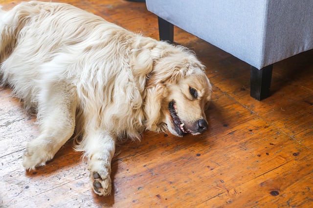 golden-dog-1839216_640