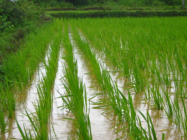 rice-farm-1946224_640