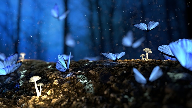 butterfly-2049567_640