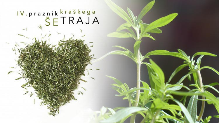 Doživite 4. Praznik kraškega šetraja
