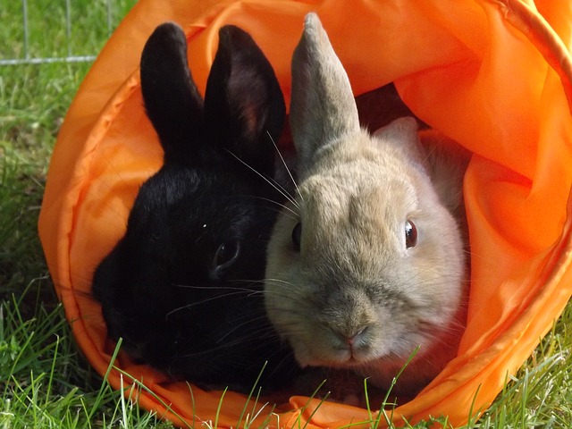 rabbit-361666_640