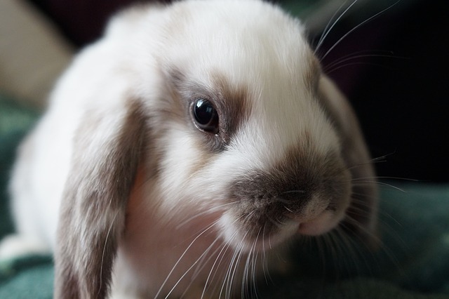 rabbit-738966_640