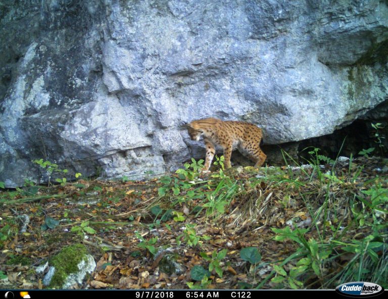 Kočevsko__00003_small-768x592