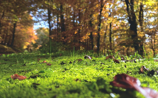 forest-floor-1031143_640