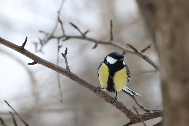 Ptice pozimi: ne le s hrano, pomagamo jim tudi z 'nepospravljenim' vrtom