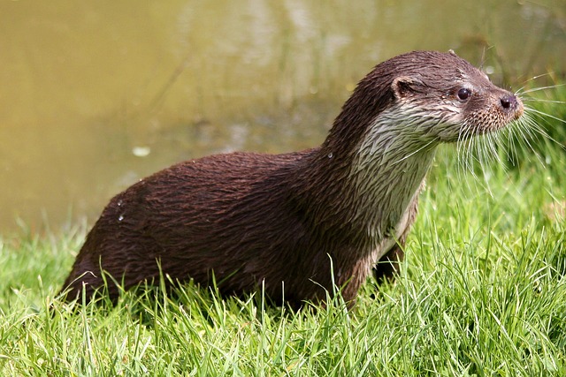 otter-1914239_640