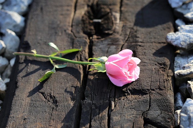 pink-rose-on-railway-3538324_640