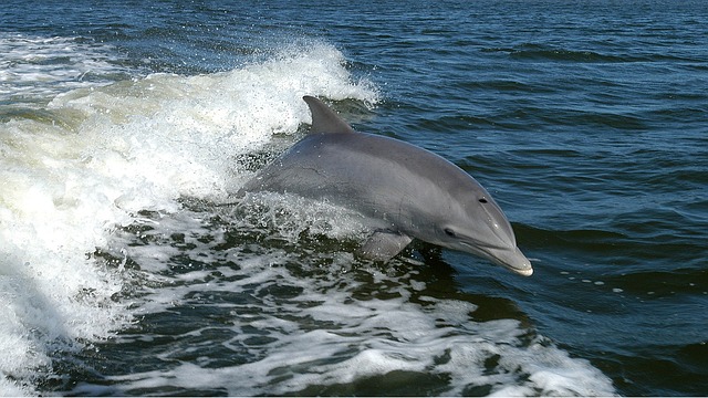 Slovensko morje: toksične spojine v delfinih