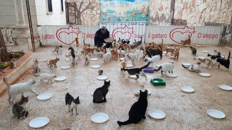 Foto: Ernesto’s Sanctuary for Cats in Syria
