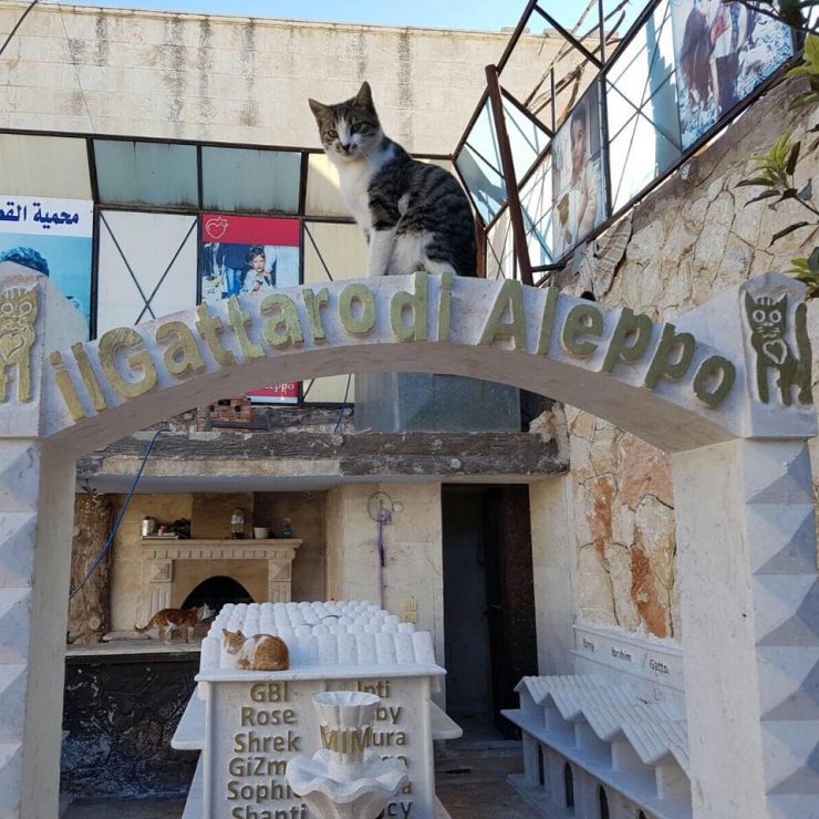 Foto: Ernesto’s Sanctuary for Cats in Syria