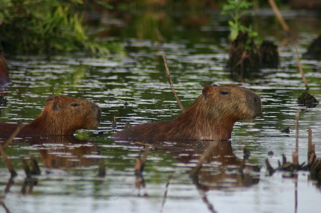 capybara-203337_640