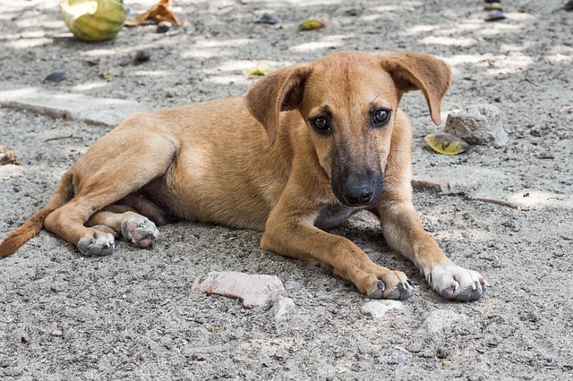 dog-753269_640