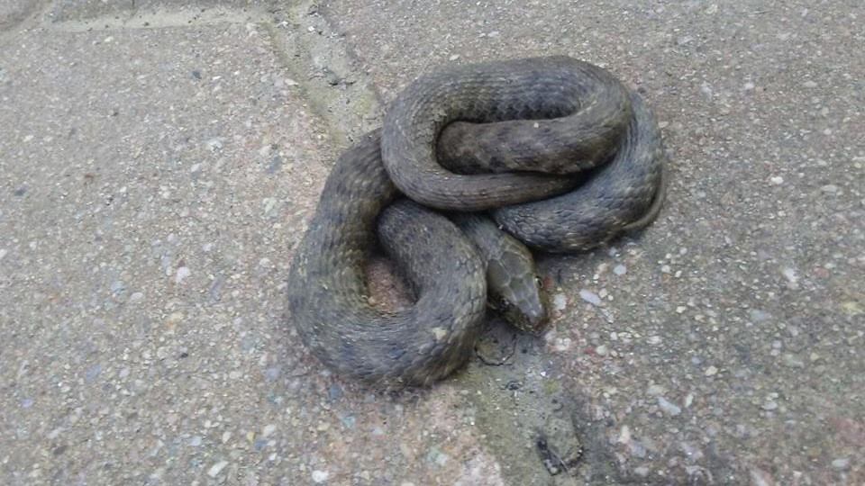 kače rešena kobranka