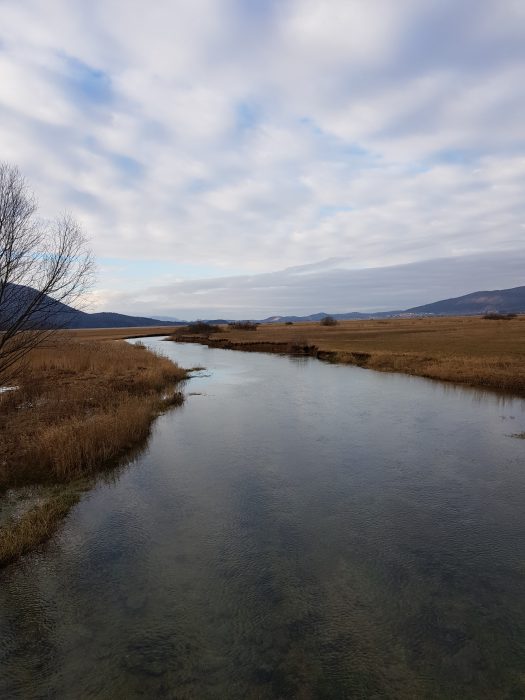 Stržen od blizu (foto: Eva Kobe)