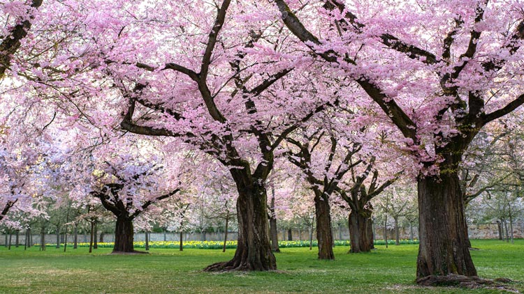 8 najlepših krajev za ogled cvetočih češenj na japonskem
