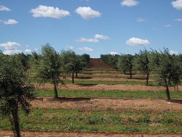olive-trees-1234561_640