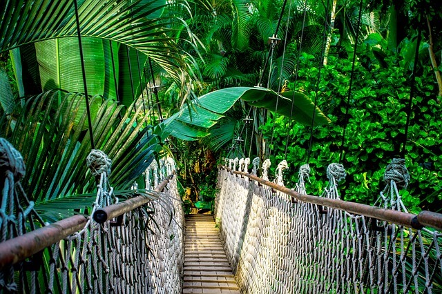 suspension-bridge-959853_640