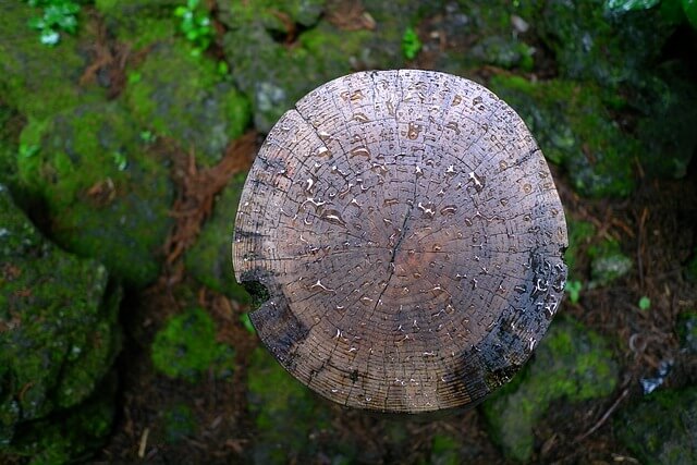wood-3527748_640