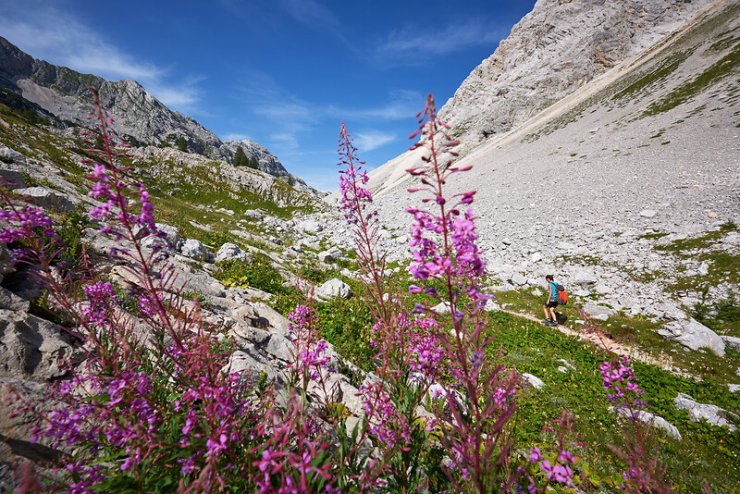 Gore: občudujmo planinsko cvetje in ohranimo čisto naravo
