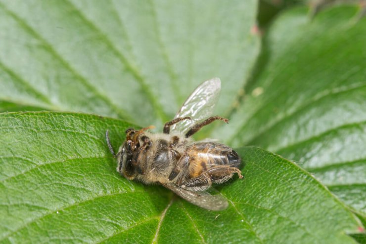 pesticidi