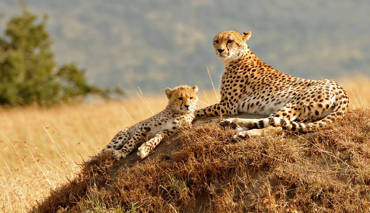 gepard_shutterstock