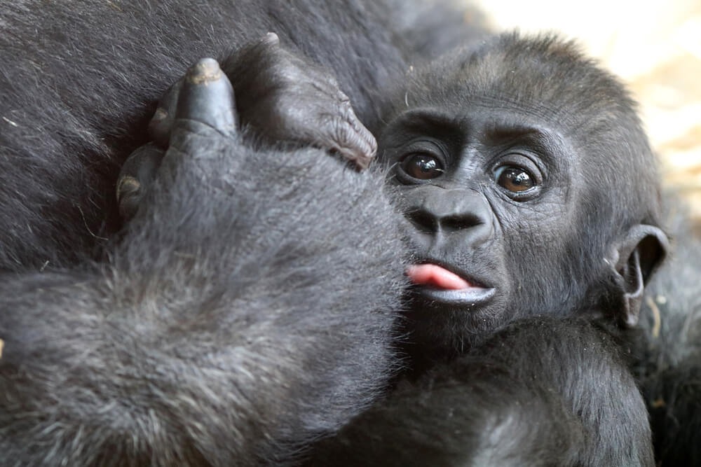Dobra novica za ogrožene gorile: populacija narašča