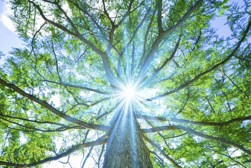 Stara drevesa imajo pomembno ekološko in čustveno vlogo