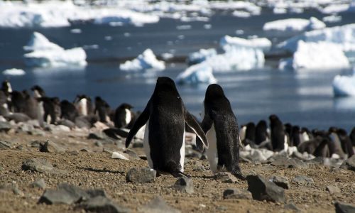 Valentinovo: Antarktika, dom ljubečih živali