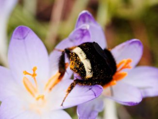Divji opraševalci: pomagajmo čmrljem in divjim čebelam z izdelavo gnezdilnice