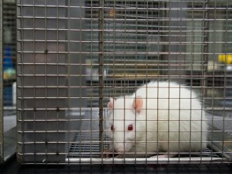 Zakaj bi morali takoj prenehati s poskusi na živalih?