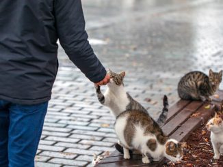 Vsak dan zbira odpadne kovine, da nahrani potepuške mačke