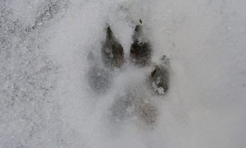 Sledenje živalim v naravi Triglavskega narodnega parka