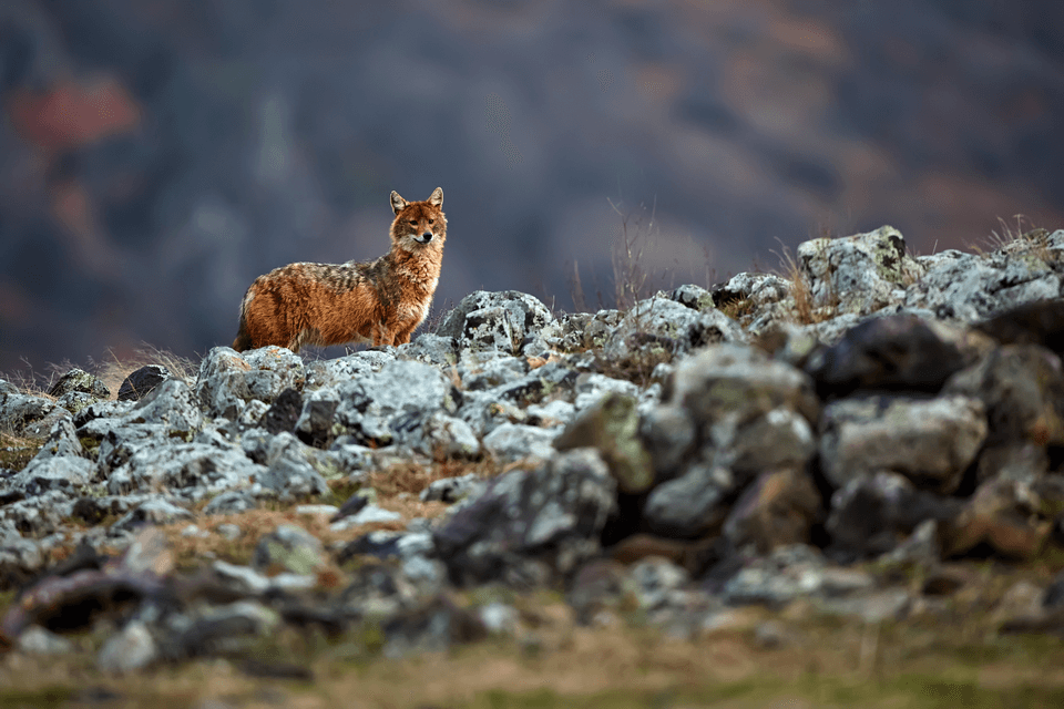 Šakal s 1. majem 2020 postane v Sloveniji lovna vrsta