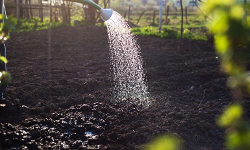 Nasveti za vrt v aprilu: zalivanje, zalivanje!