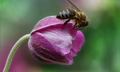 Jutri bomo praznovali že tretji Svetovni dan čebel!