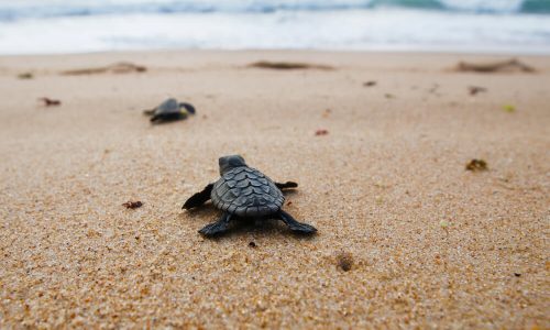 Želve po svetu uživajo v praznih plažah